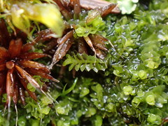 Lophoziopsis