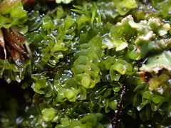 Lophoziopsis