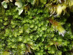 Lophoziopsis
