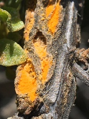 Puccinia lagenophorae