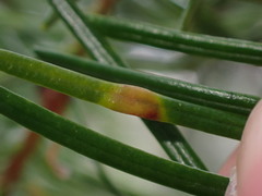 Contarinia pseudotsugae