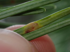 Contarinia pseudotsugae