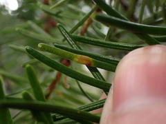 Contarinia pseudotsugae