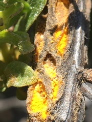 Puccinia lagenophorae