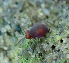 Dicyrtoma