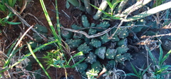 Duvalia