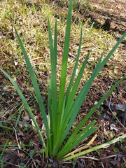 Iris savannarum