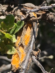 Puccinia lagenophorae