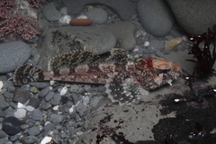 Hemilepidotus spinosus