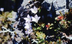 Wahlenbergia pygmaea