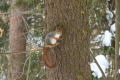Sciurus vulgaris