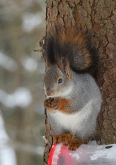 Sciurus vulgaris