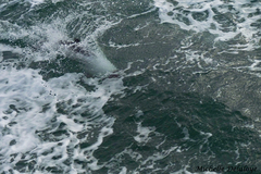 Cephalorhynchus commersonii