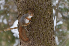 Sciurus vulgaris