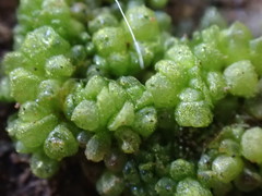 Sphaerocarpos texanus