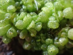 Sphaerocarpos texanus