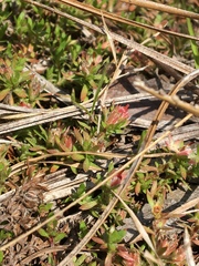 Pyxidanthera brevifolia