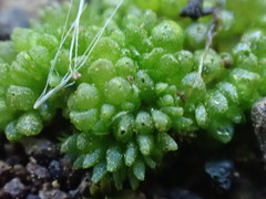 Sphaerocarpos texanus
