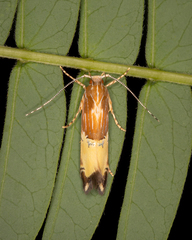 Labdia deliciosella