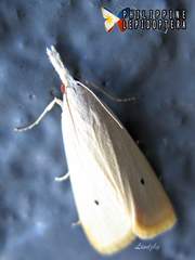 Scirpophaga incertulas