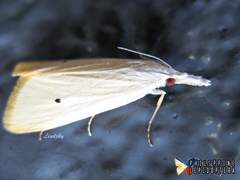 Scirpophaga incertulas