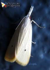 Scirpophaga incertulas