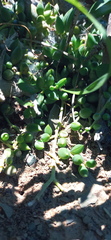 Curio radicans