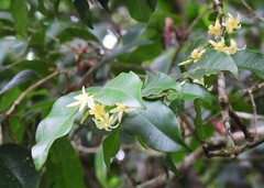 Melodinus acutiflorus