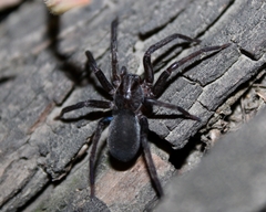 Anachemmis