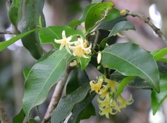 Melodinus acutiflorus