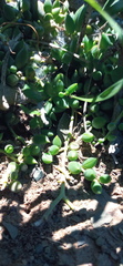 Curio radicans