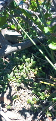 Curio radicans
