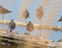 Limnodromus griseus caurinus