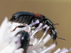 Divales bipustulatus