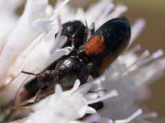 Divales bipustulatus