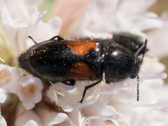 Divales bipustulatus