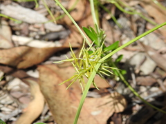 Cyperus bowmanni
