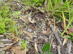 Cyperus bowmanni