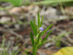 Polygala triflora