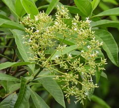 Alstonia muelleriana