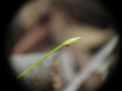 Fimbristylis acicularis