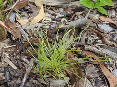 Fimbristylis acicularis