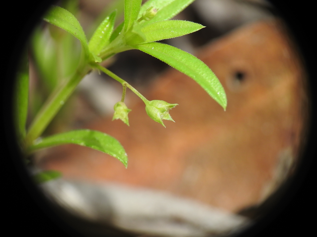 Old World Diamond Flower from Takura QLD 4655, Australia on February 08