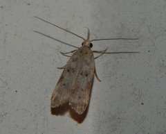 Dichomeris inversella