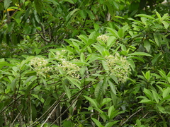 Alstonia muelleriana