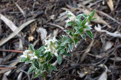 Pimelea pseudolyallii
