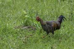 Gallus sonneratii