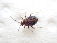 Deraeocoris maoricus