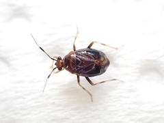Deraeocoris maoricus