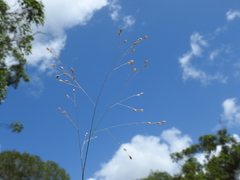Eriachne pallescens